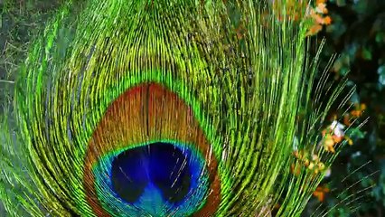 Mahabharat -  Dronacharya teaches Arjun the art of archery