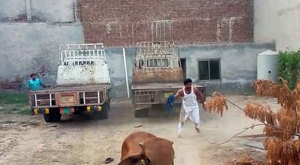 Gotta catch this baby bull!