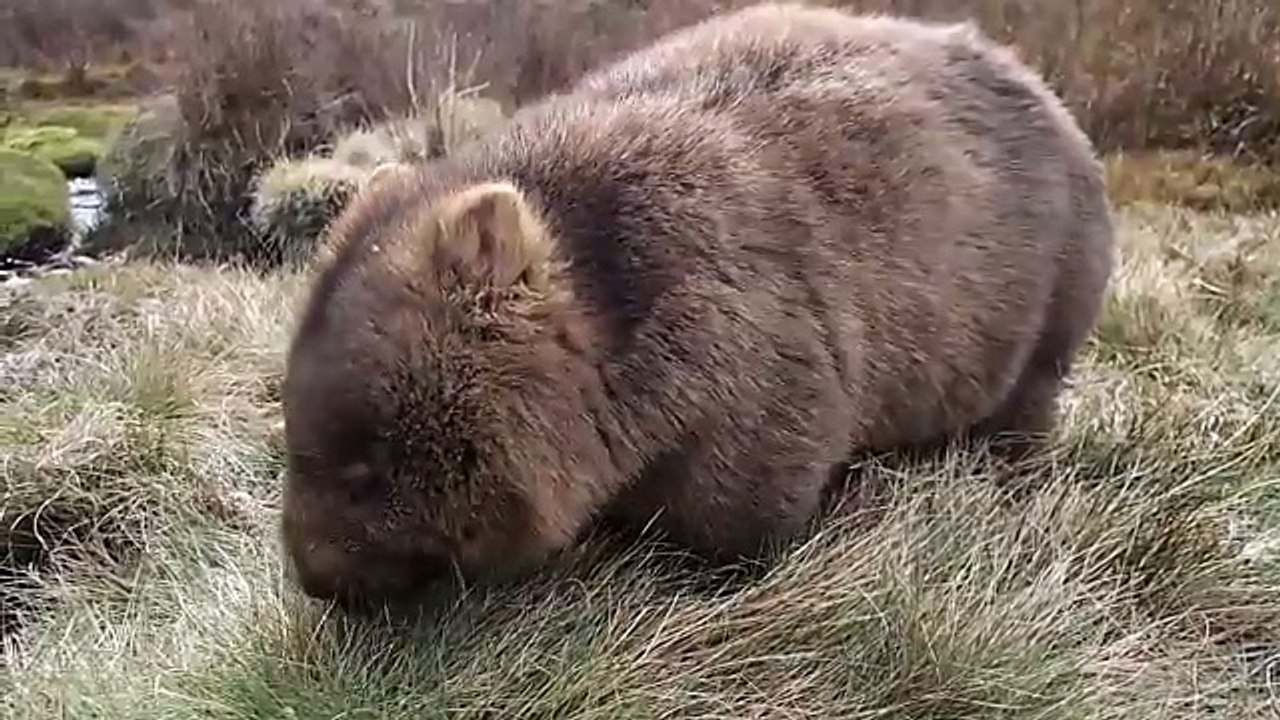 草うめぇ