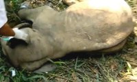 Seekor Anak Gajah Dievakuasi Pasca-terperangkap Jerat