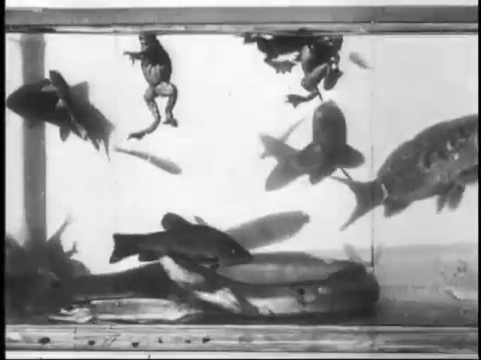 Auguste & Louis Lumière: Aquarium (1896)