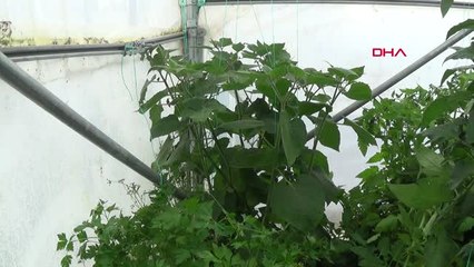 Afyonkarahisar Örtü Altında Altın Çilek Yetiştirdi