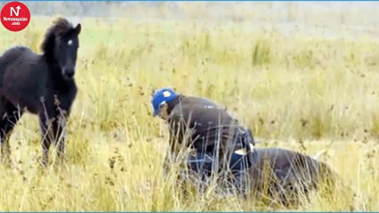 Wild Horse Thanks Its Friend’s Savior – Who Freed Him From Chains
