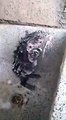 Rat Takes A Shower 2018 (funny clip)