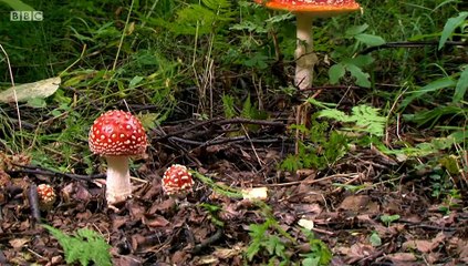 The Magic of Mushrooms (2014) part 2/2
