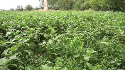 Yabancı Otla Mücadelede Tarım İlaçları Son Çare Olmalı"