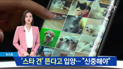 스타견 뜨자 입양 봇물…제대로 키울 자신 있으세요?