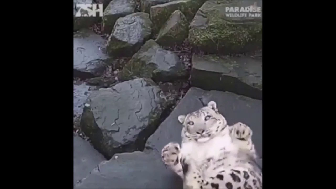 Cette panthère des neiges se prend pour un petit chat pendant quelques secondes