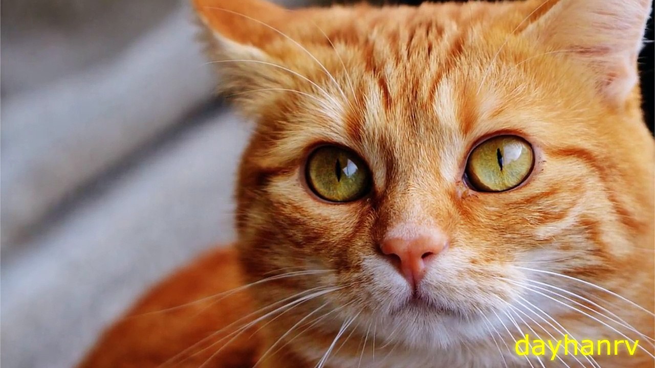 10 CATS MEOWING - Make your Cat Go Crazy!