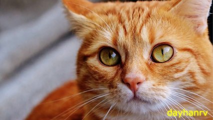 10 CATS MEOWING - Make your Cat Go Crazy!