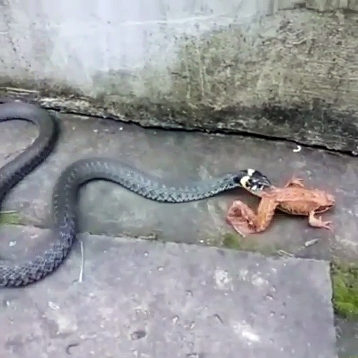 Snake eating frog