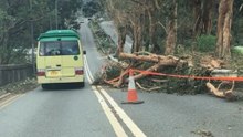 Fallen Trees Lie Strewn About Sai Kung in Typhoon Aftermath