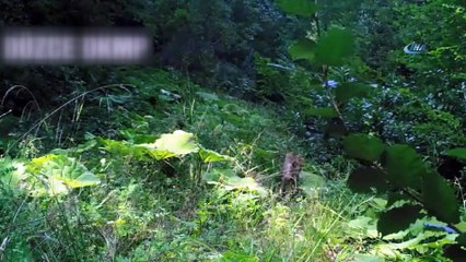 Yaban hayvanları foto kapana takıldı