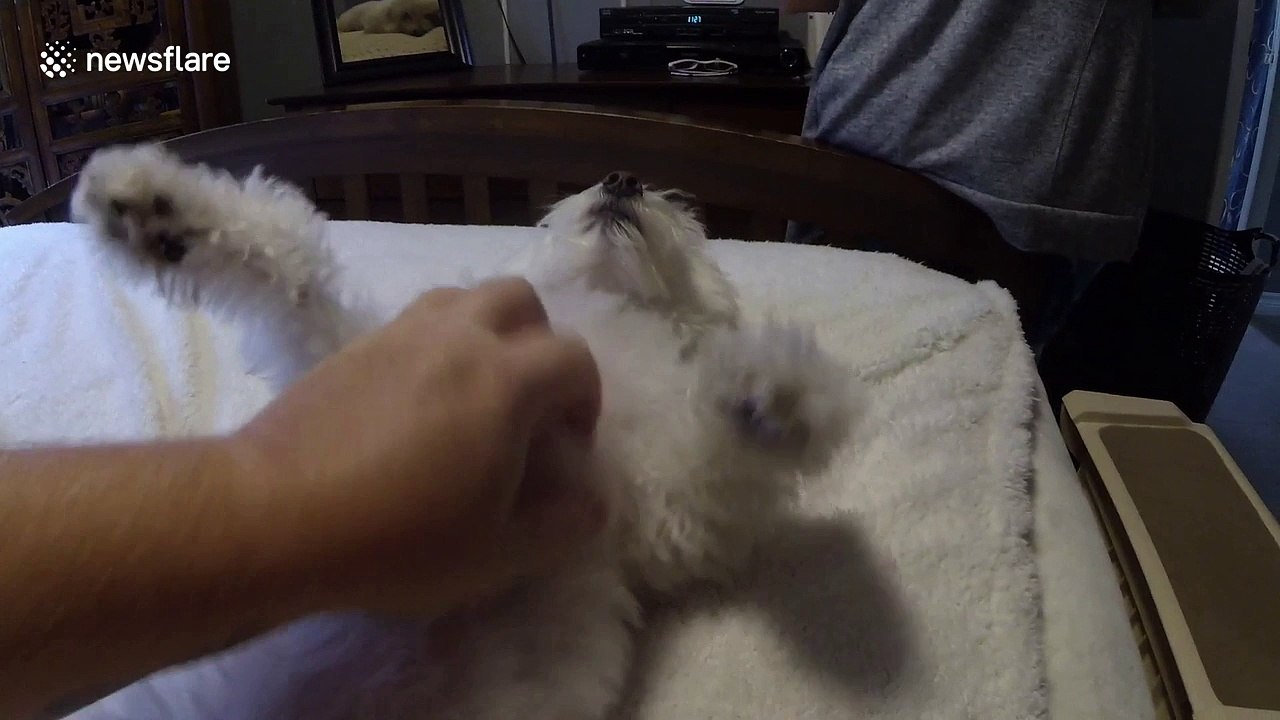 Kisses for belly rubs: the best kind of transactional relationship