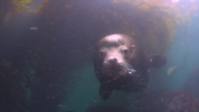 Un lion de mer s'en prend à un plongeur... Peur de sa vie