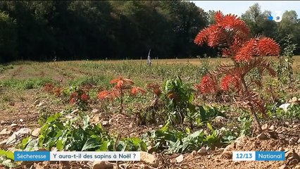 Sécheresse : y aura-t-il des sapins à Noël ?
