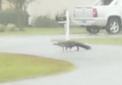 Alligator Heads Across the Street as Hurricane Hits Myrtle Beach