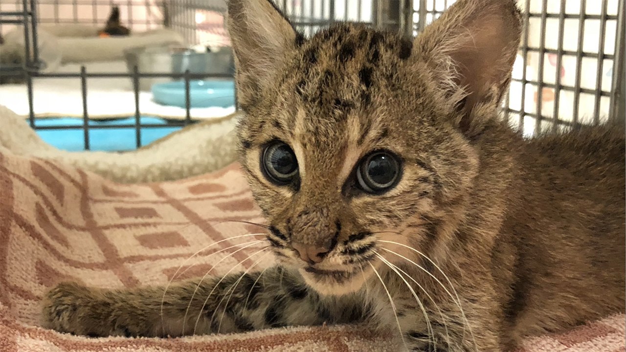 Baby Bobcat Has Surgery
