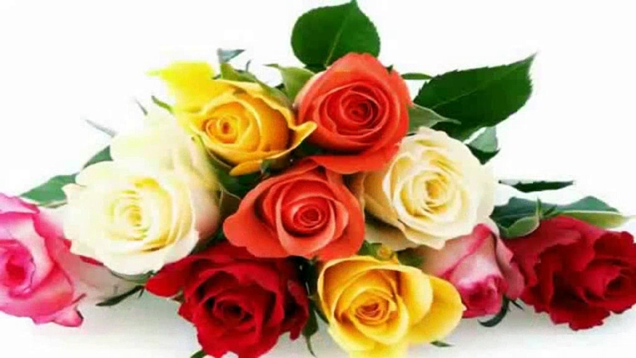 Rose - woody perennial flowering plant of the genus Rosa