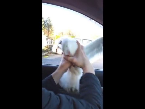 Il réussi à attraper une mouette à la main