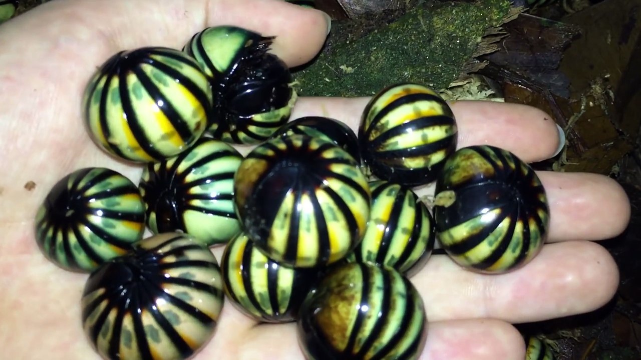 Ces insectes sont magnifiques