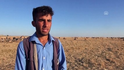 Çobanlıktan kalan zamanda ders çalışıp üniversiteli oldu - ŞANLIURFA
