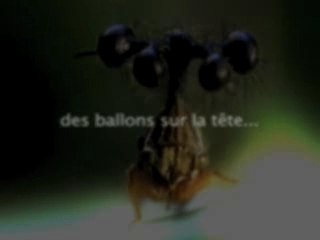 Mini monstres d'amazonie