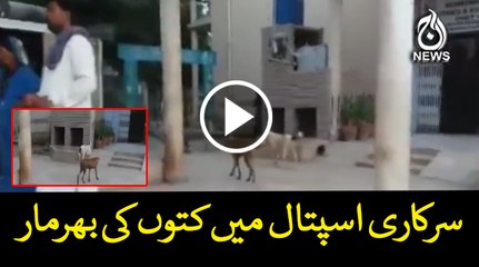 Gov Hospitals have been dogs dwelling in Larkana