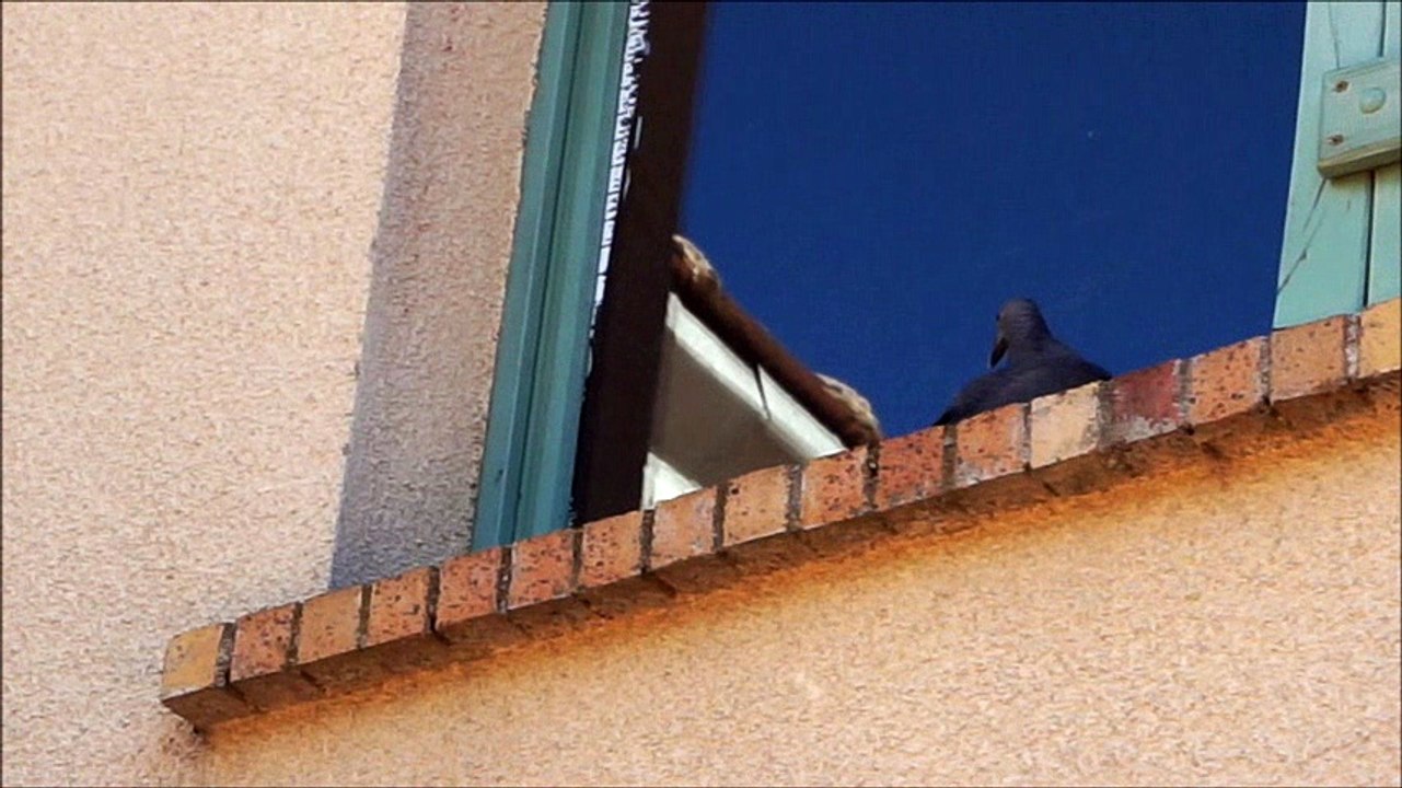 L'oiseau désorienté...