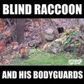 Life as a blind raccoon is a little easier when you have some cat friends.
