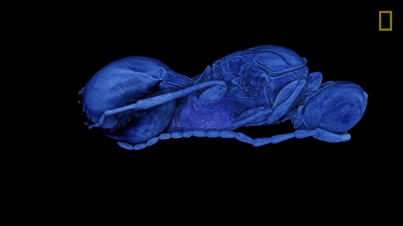 De nouvelles espèces de guêpes découvertes dans des fossiles de mouche