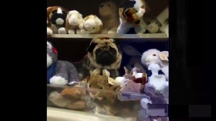 Khoảnh khắc đáng yêu của động vật 01