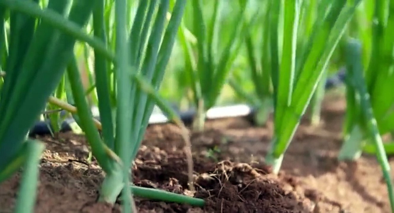 A Chefs Life S04  E01 Onions and Avetts