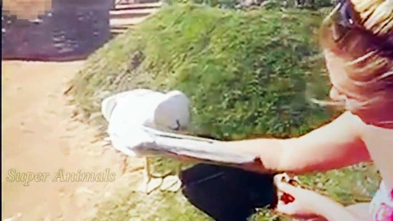 Pelican vs cat Angry Pelican Attacks Bird Cat Dogs Pelican Attacks