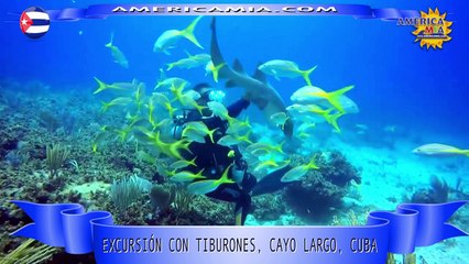DESTINOS AMERICA MIA: EXCURSION CON TIBURONES EN CAYO LARGO, CUBA
