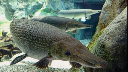 Alligator gar