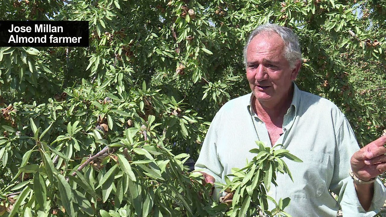 Spanish farmers go nuts for almonds as global demand booms