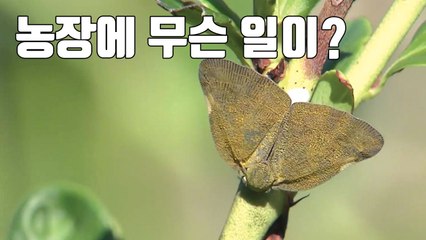 [자막뉴스] 나무에 다닥다닥...농작물 좀 먹는 외래해충 / YTN