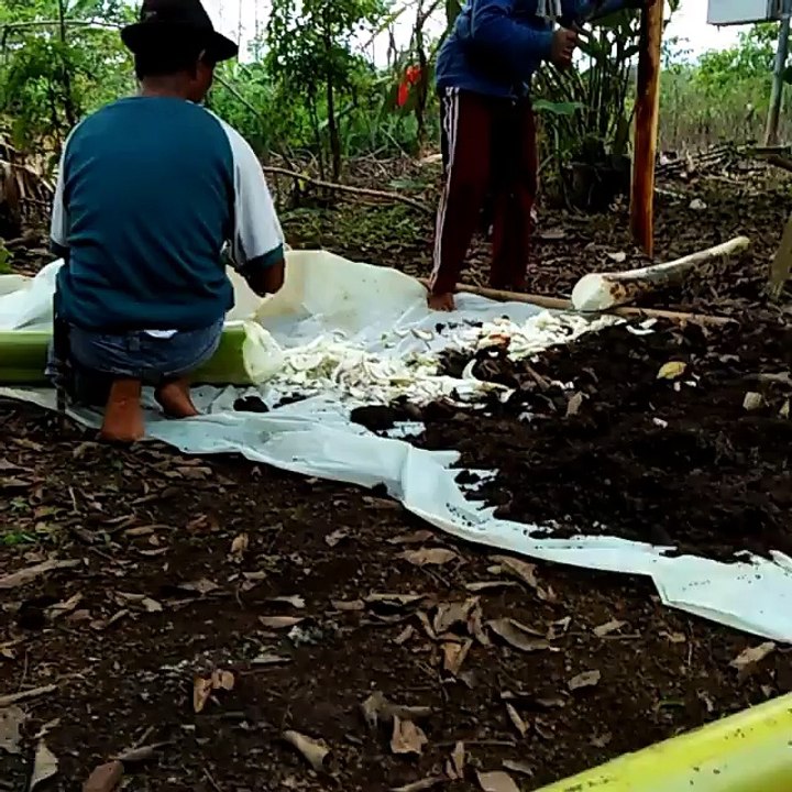 cara buat pupuk organik alami