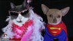 Cats and Dogs in Halloween Costumes Videos 2017