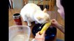 Cute Cats and Owners eating ?