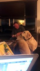 Un chien veut aussi être soigné