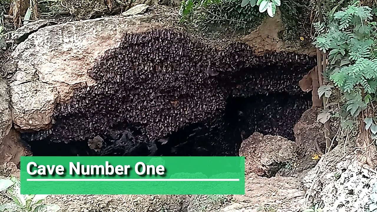 The Monfort Bat Sanctuary - September 2018