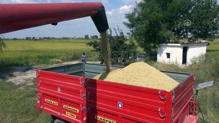 Çeltik diyarında hasat devam ediyor - EDİRNE