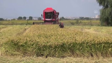 Çeltik Diyarında Hasat Devam Ediyor