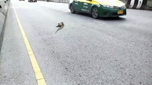Thai authorities' rescue of monitor lizard appears heavy-handed