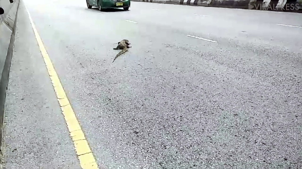 Monitor Lizard Gets Dealt With