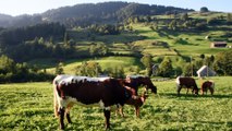 DSC_5697 Suisse Alpes Nesslau hameau Laad à Dergeten, vaches brunes CLIP