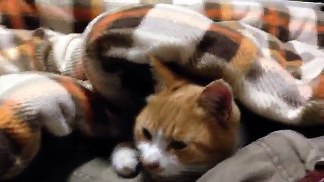コタツでとろける猫