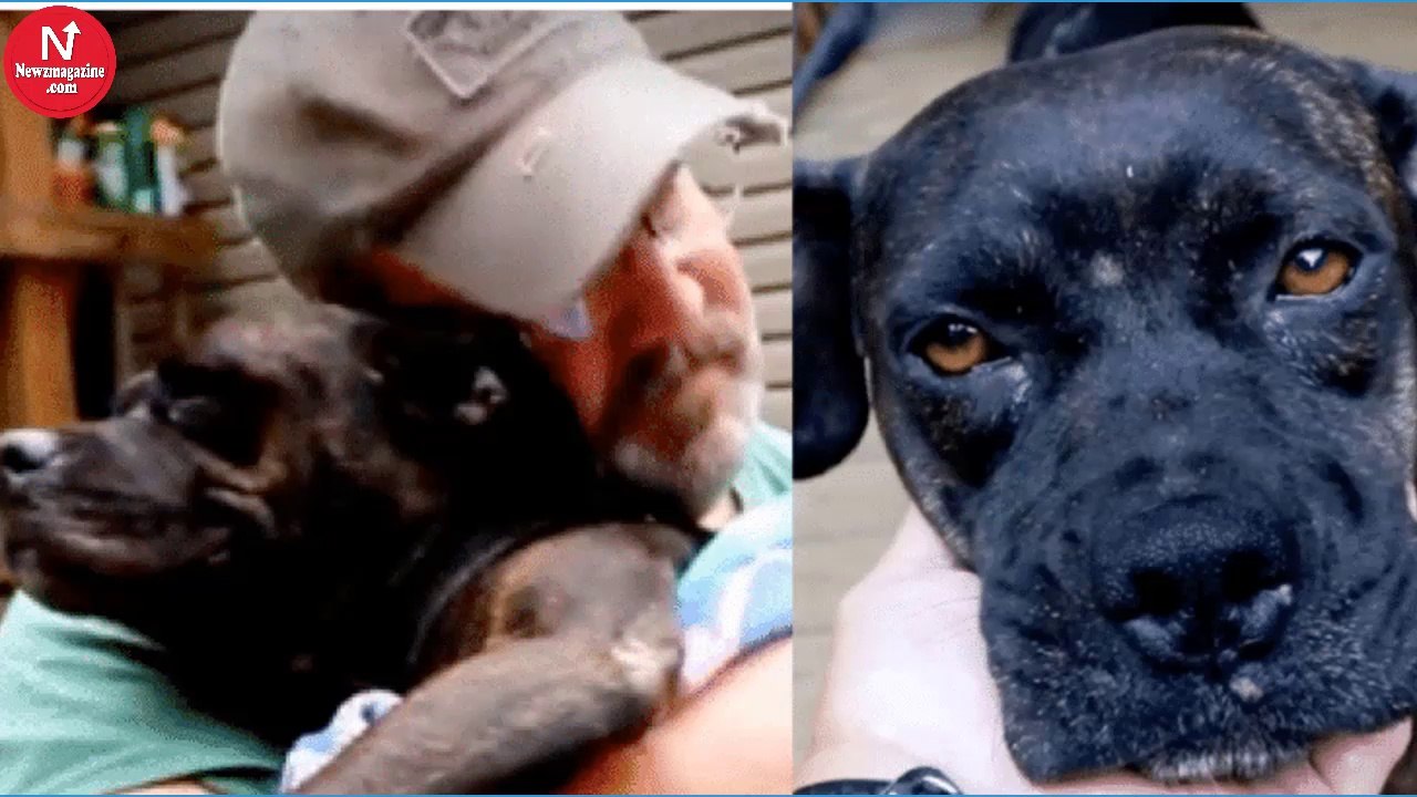 Injured Dog Wanders Onto His Porch He Rushes To Vet, His Heart Breaks At The Results